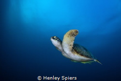 Green on Blue by Henley Spiers 